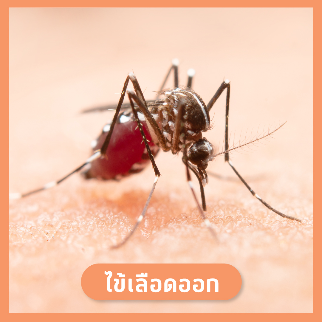 ไข้เลือดออก
