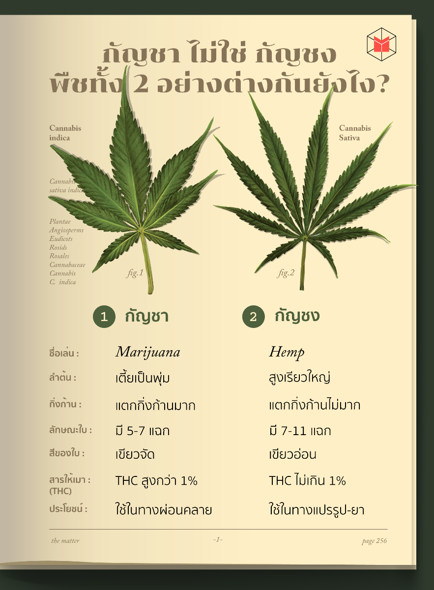 marijuana vs hemp