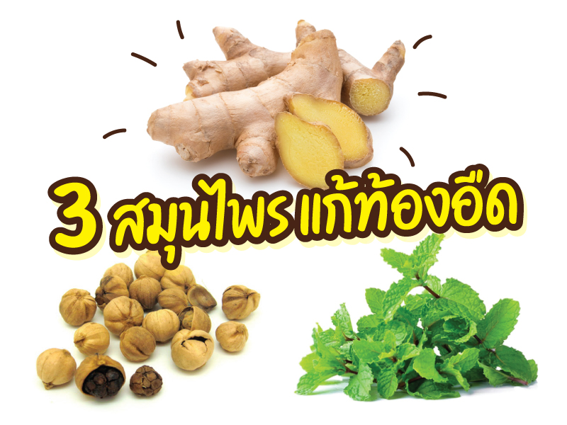 3 สมุนไพร แก้ท้องอืด รักษาอาการป่วยด้วยประโยชน์จากธรรมชาติ