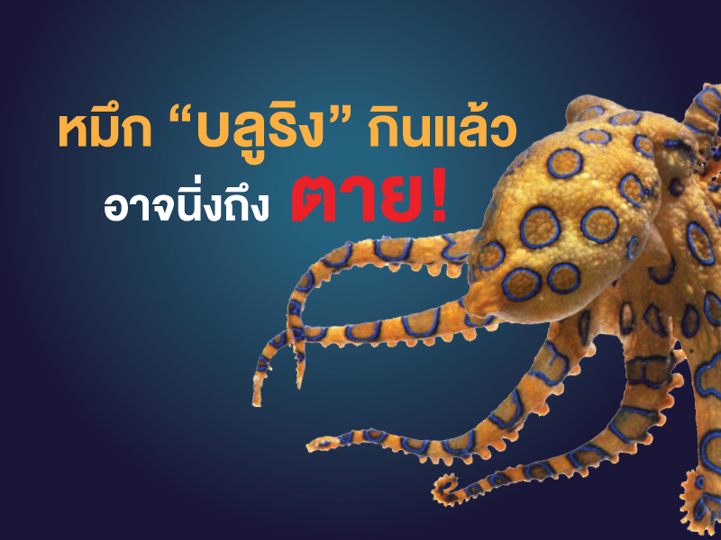 พิษหมึกบลูริง ถึงตาย