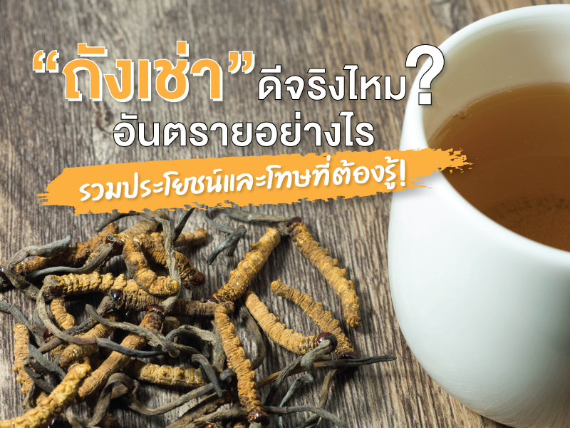ถั่งเช่า ดีจริงไหม