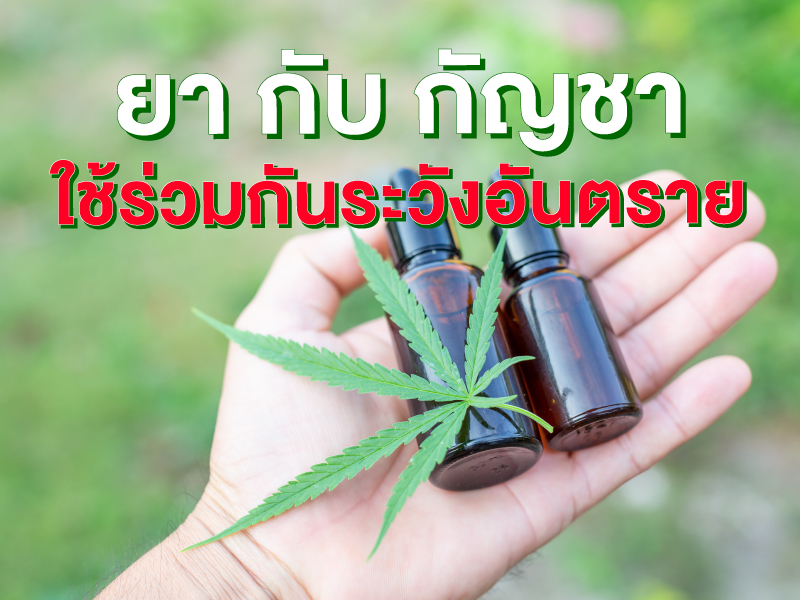 เภสัชขอเตือน ! ยา กับ กัญชา ใช้ร่วมกันระวังอันตราย  