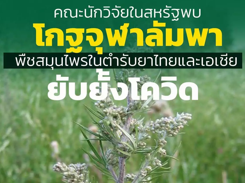 โกฐจุฬาลัมพา
