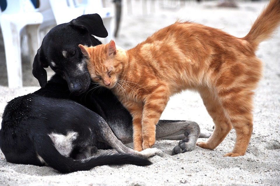 Cat and Dog
