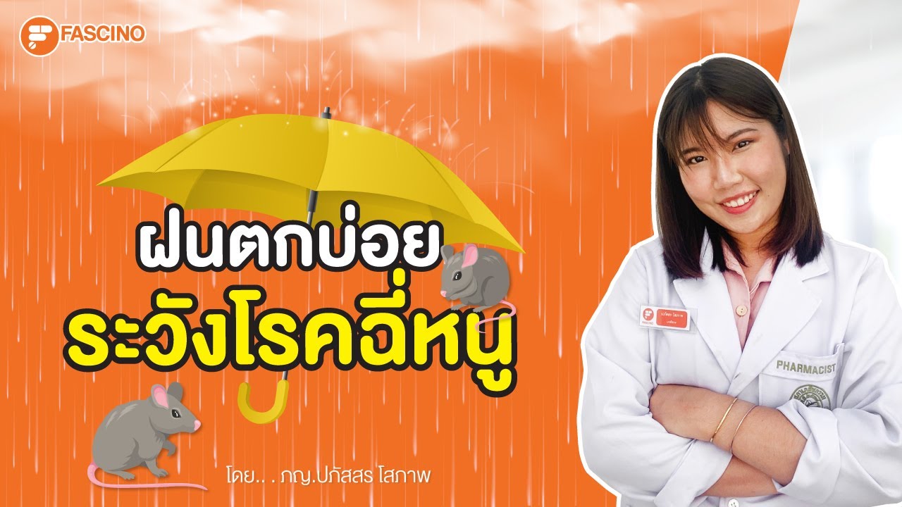 ฝนตกบ่อย ระวังโรคฉี่หนู